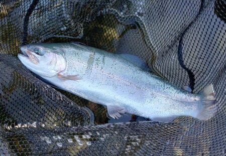 日曜の天竜川ルアーフライテンカラ専用区